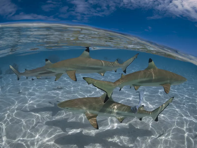 Blacktip shark