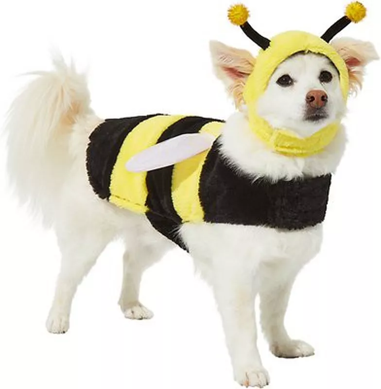 Frisco dog bee costume