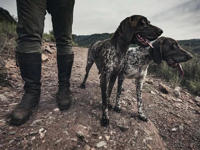 german shorthaired