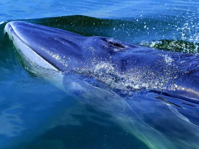 Blue Whale