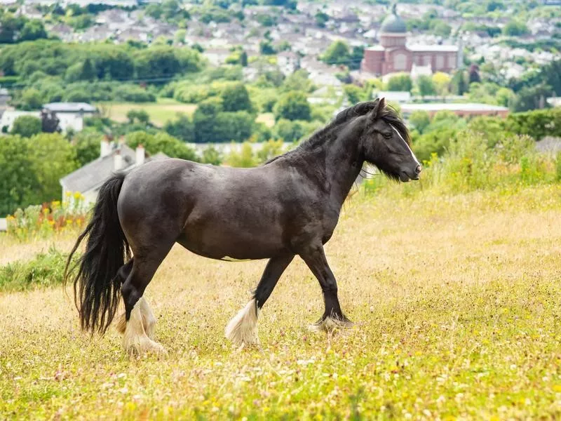 Dales Pony