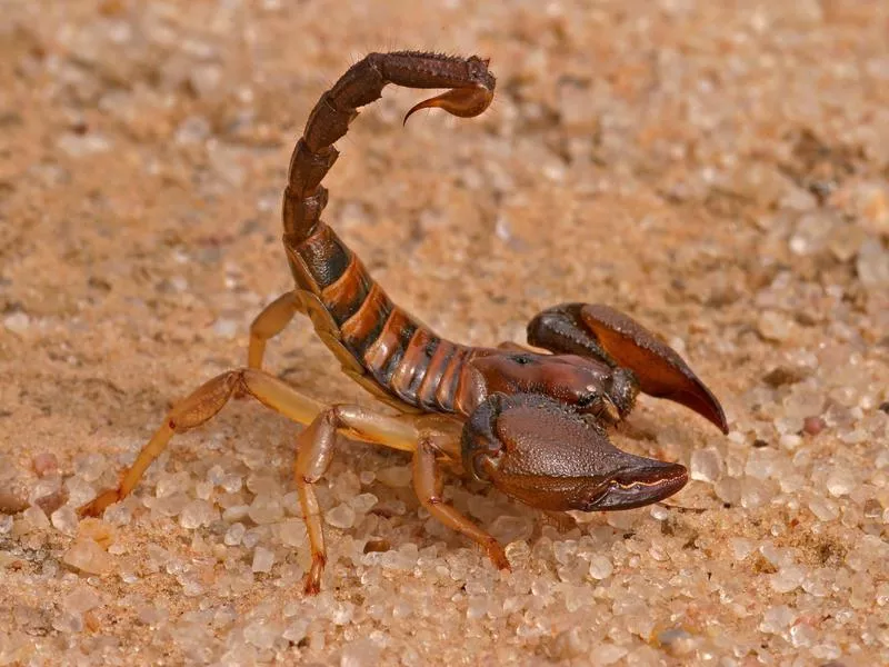 Scorpion