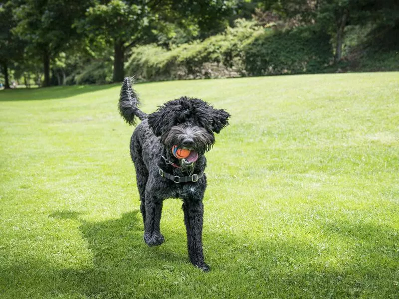 Dog playing fetch in a park