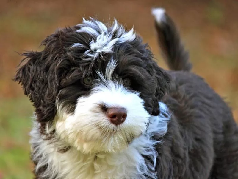 Portuguese Water Dog