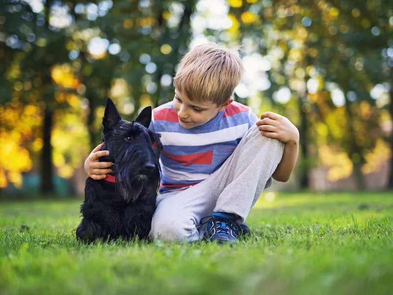 Scottish Terrier