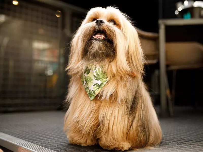 Lhasa Apso