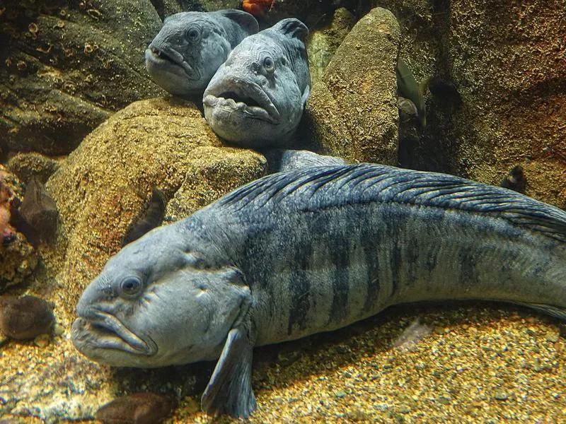 Creepy Atlantic Wolffish