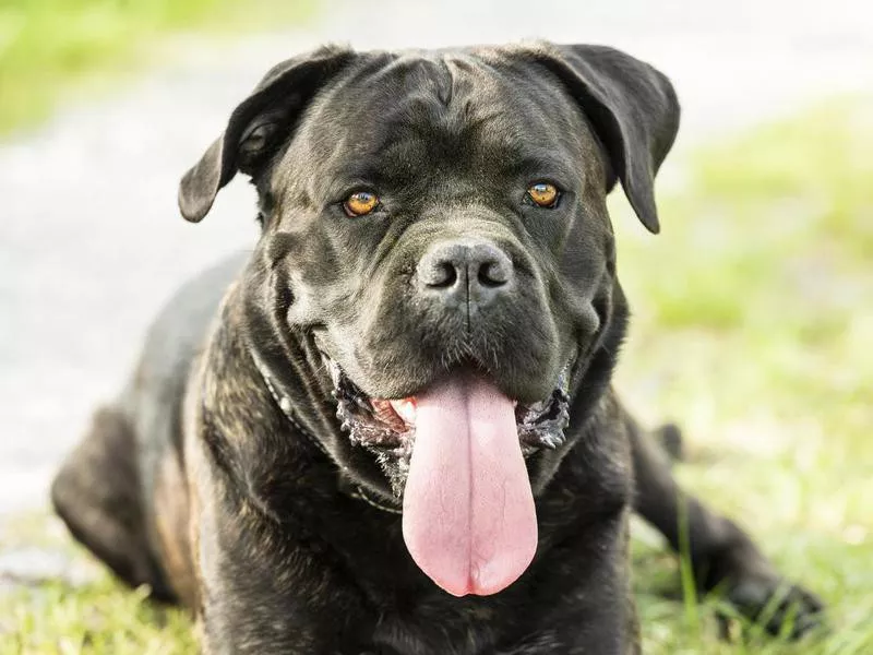 Cane Corso