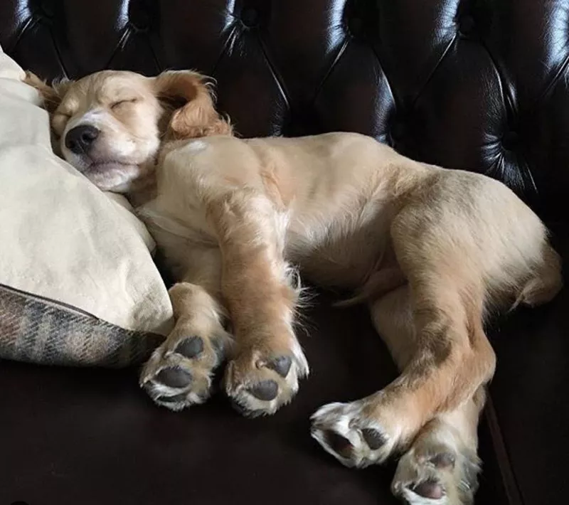 Cocker spaniel sleeping