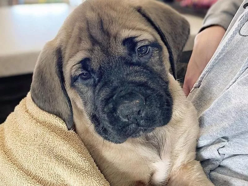 English Mastiff puppy