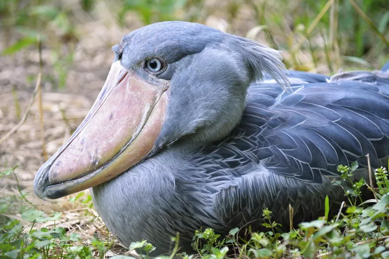 Shoebill in grass