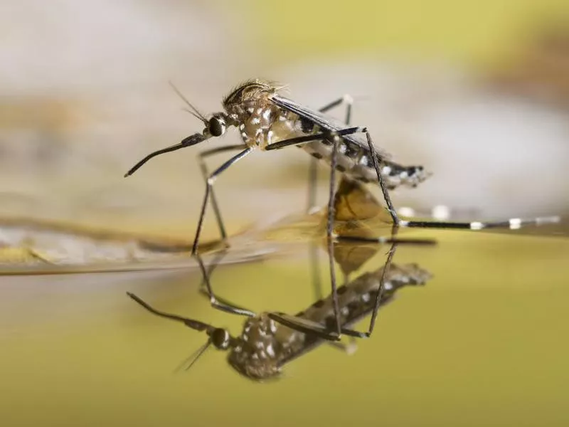 Black and white spotted mosquito on the surface of liquid