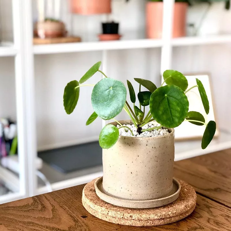 Friendship Plant (Pilea Involucrata)