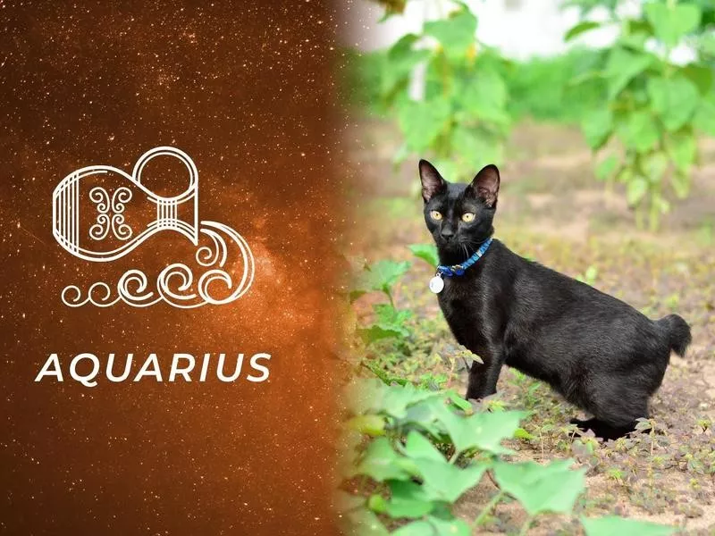 Aquarius: Japanese Bobtail