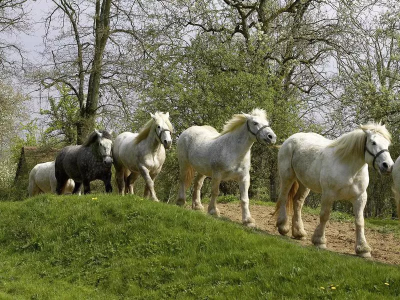 Percheron