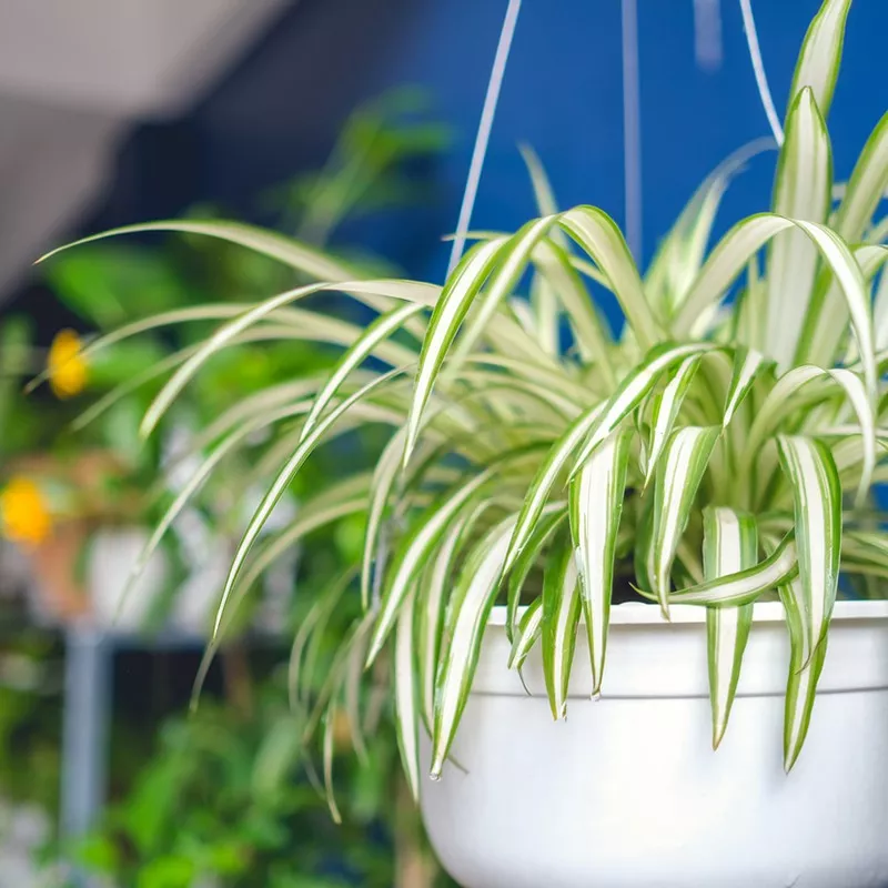 Spider Plants (Chlorophytum Comosum)