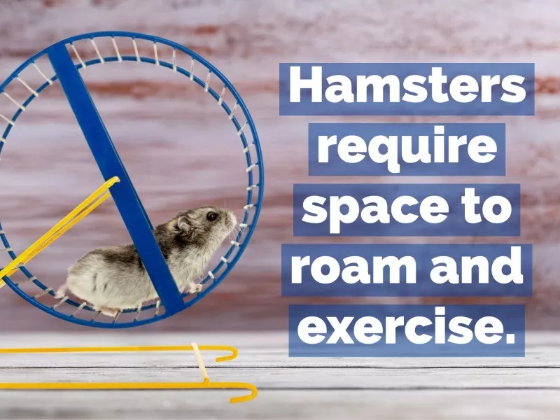 hamster