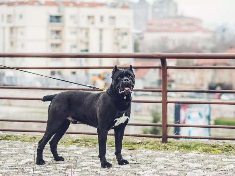 Neapolitan Mastiff