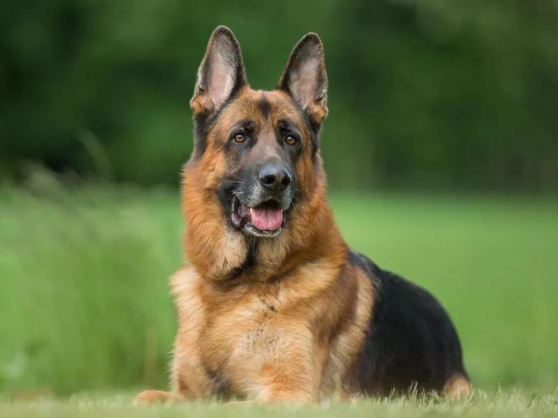 german shepherd