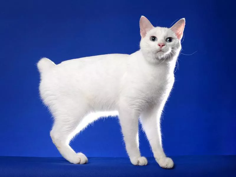 Japanese Bobtail cat