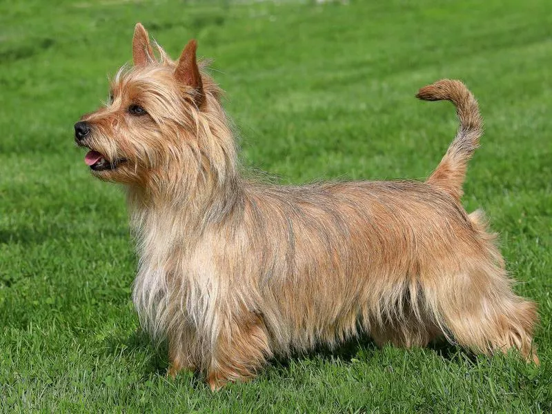 australian terrier