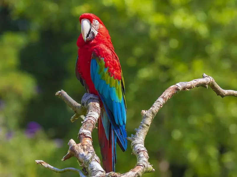 Green Wing Macaw