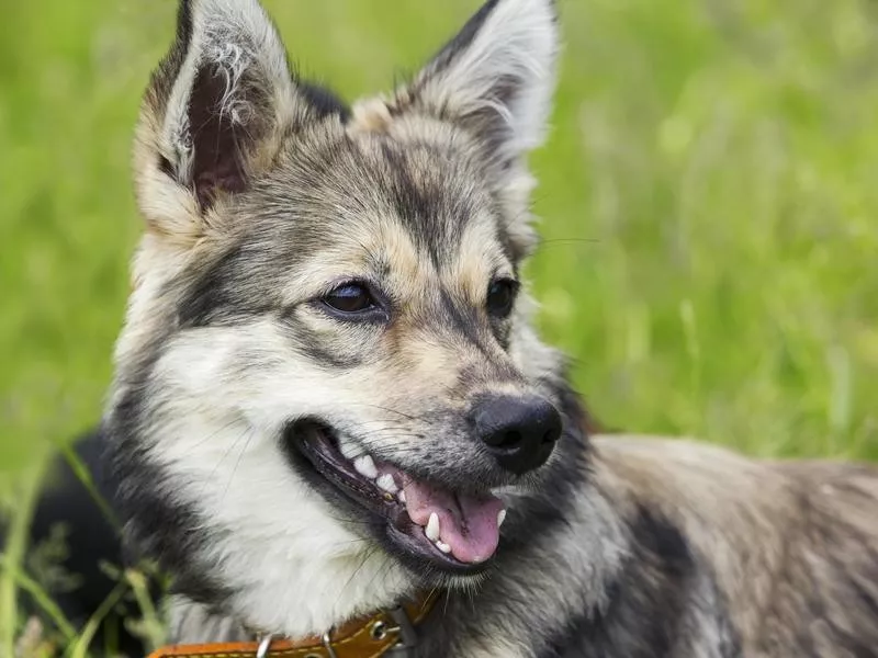 Swedish Vallhund