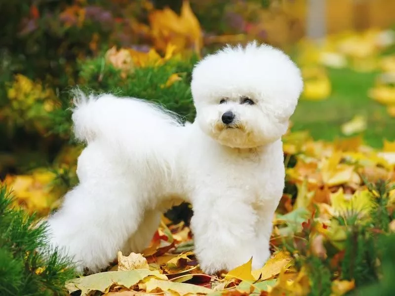 Bichon Frise