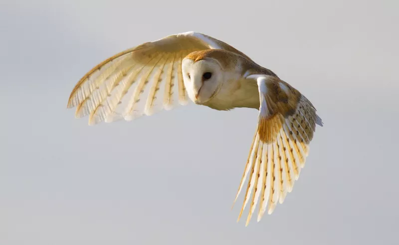 Barn owl in flight