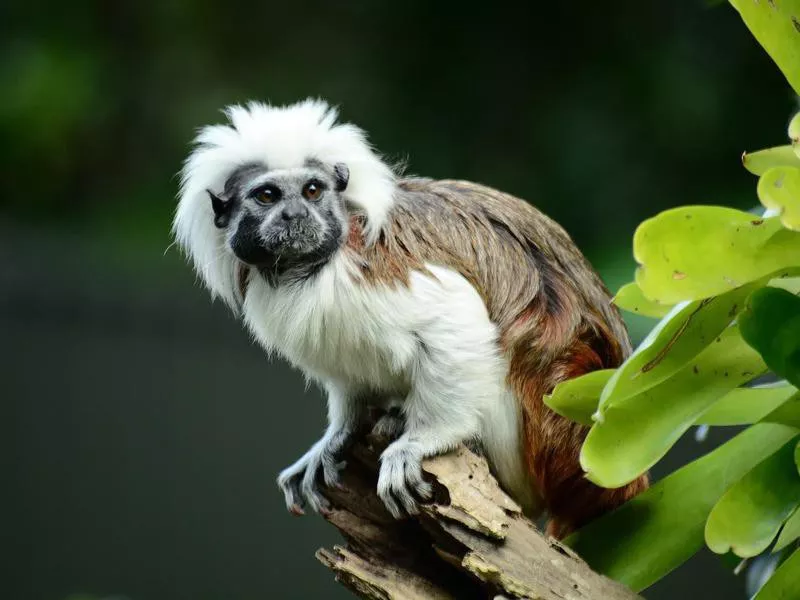 Portrait of a cotton-top tamarin