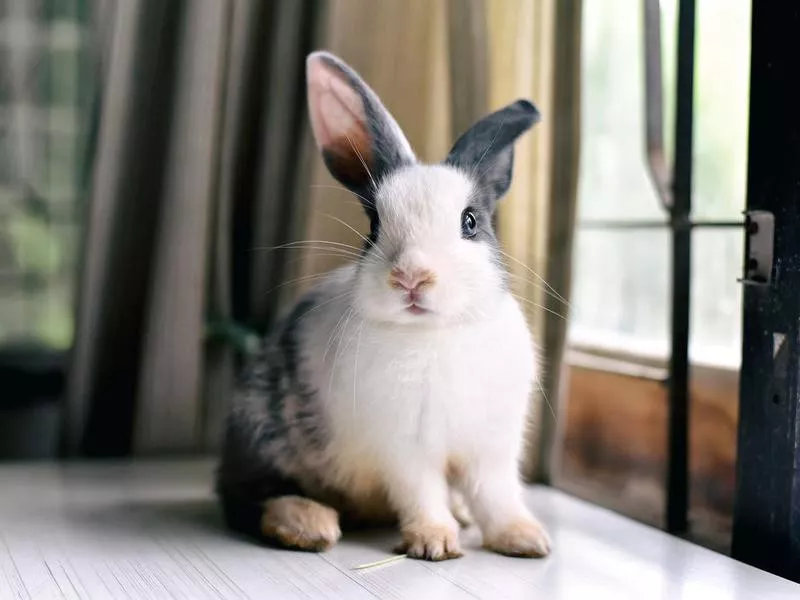 Rabbit sitting