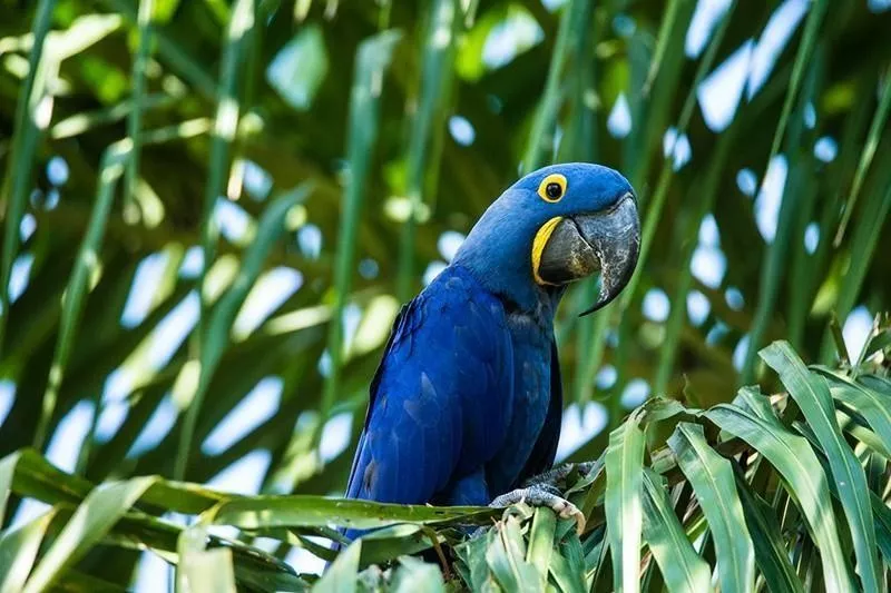 Hyacinth Macaw