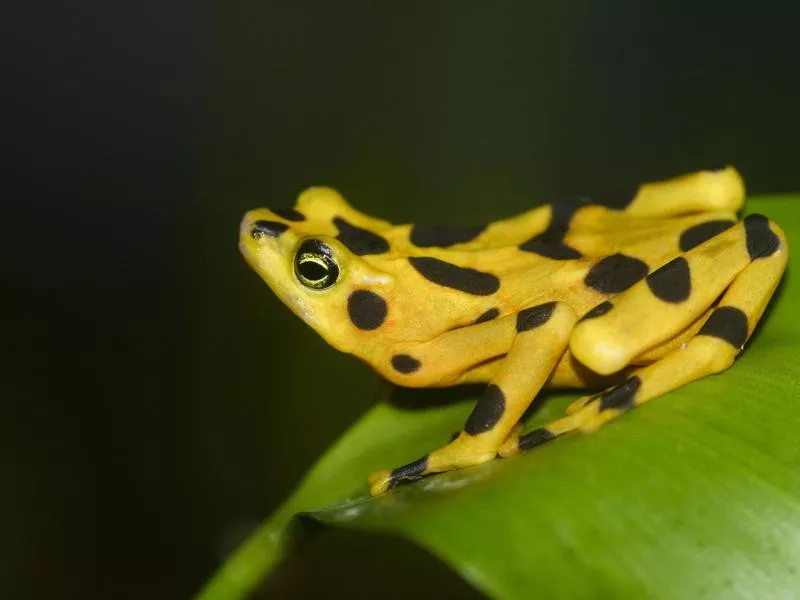 panamanian golden frog