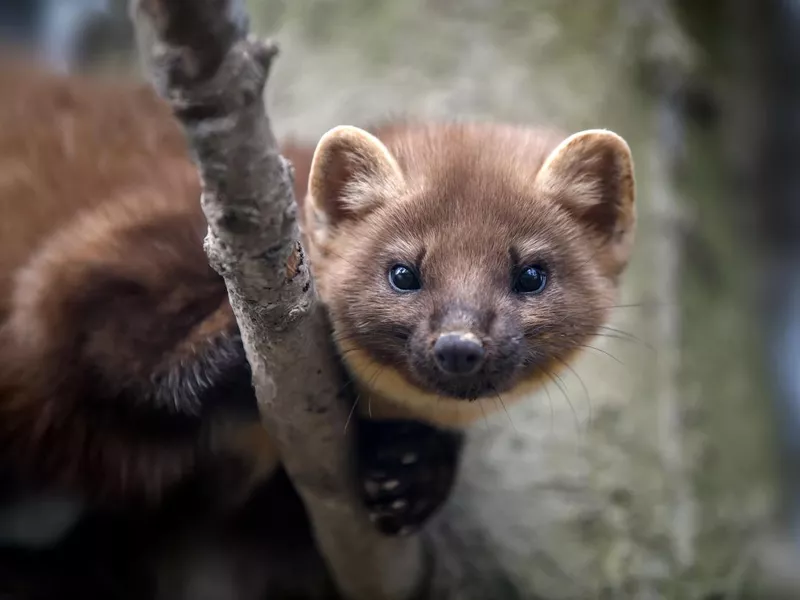 Pine Marten on a branch