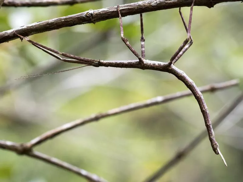 Giant Stick Bug