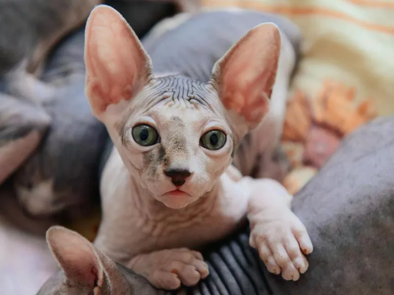 Sphynx