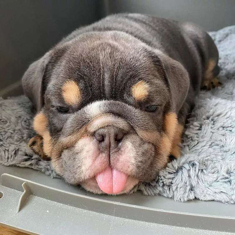 English bulldog with its tongue out