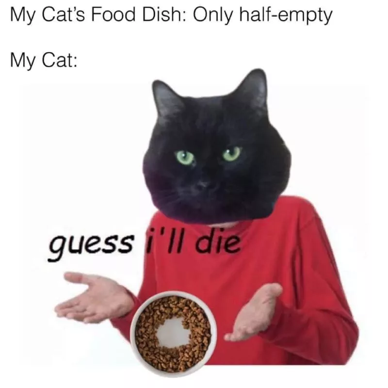 Funny cat meme