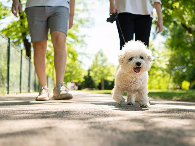 Bichon Frise in Park