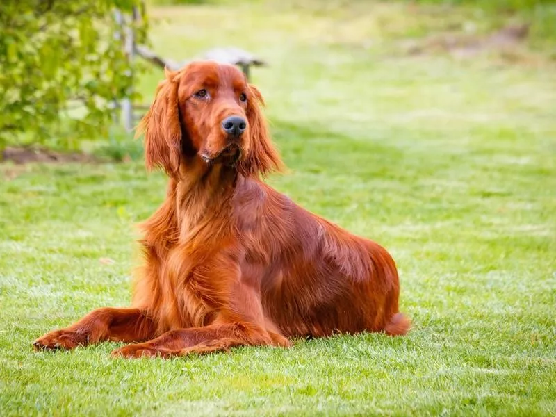 Irish Setter