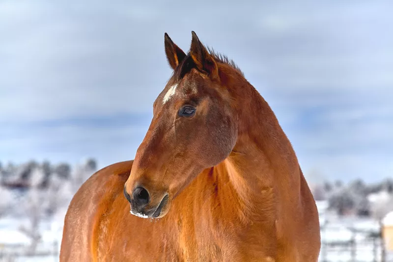 Oldenburg horse