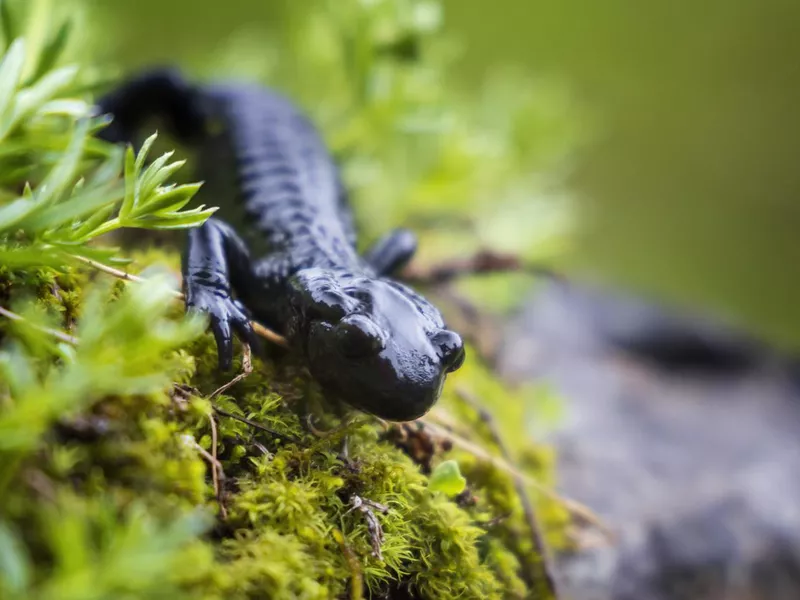 Alpine Salamander