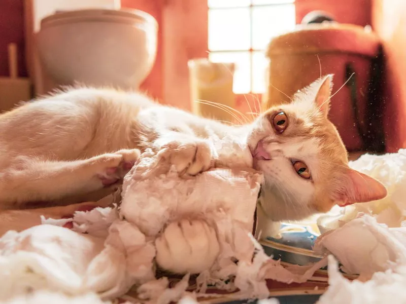 Playful silly cute pet cat destroying toilet paper