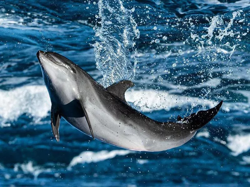 Dolphin jumping out of water