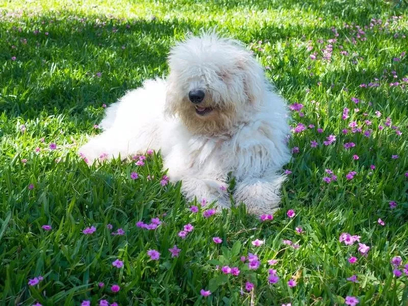 Komondor