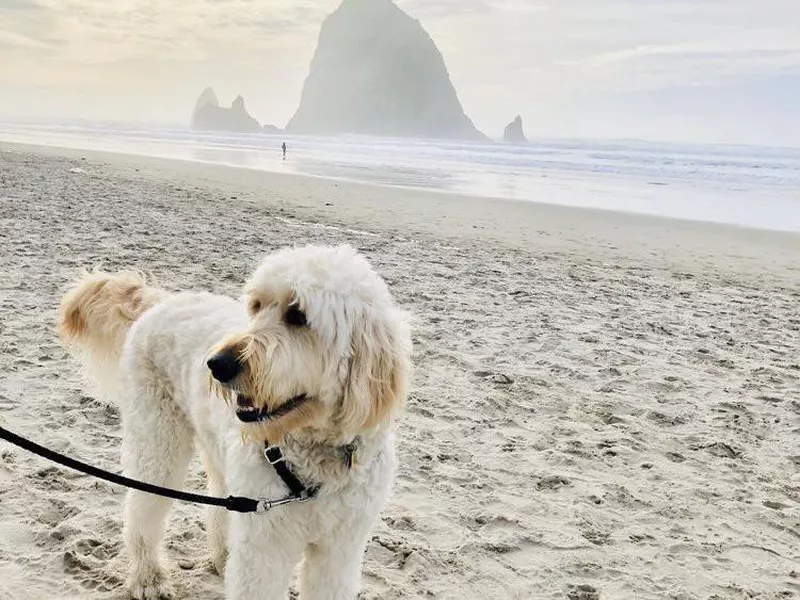 Dog walking on Cannon Beach