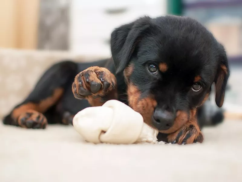 Rottweiler puppy