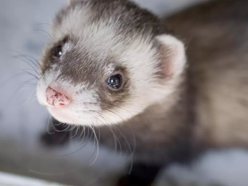 Ferret