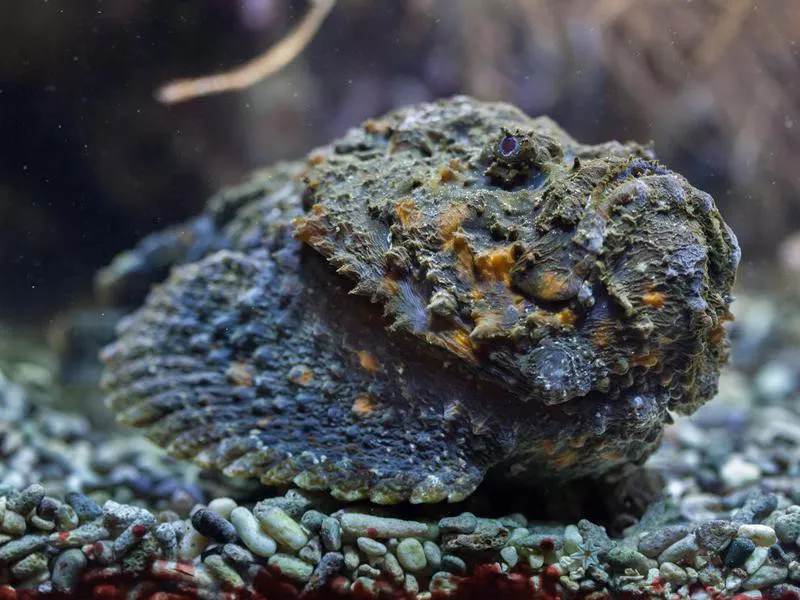 Reef stonefish