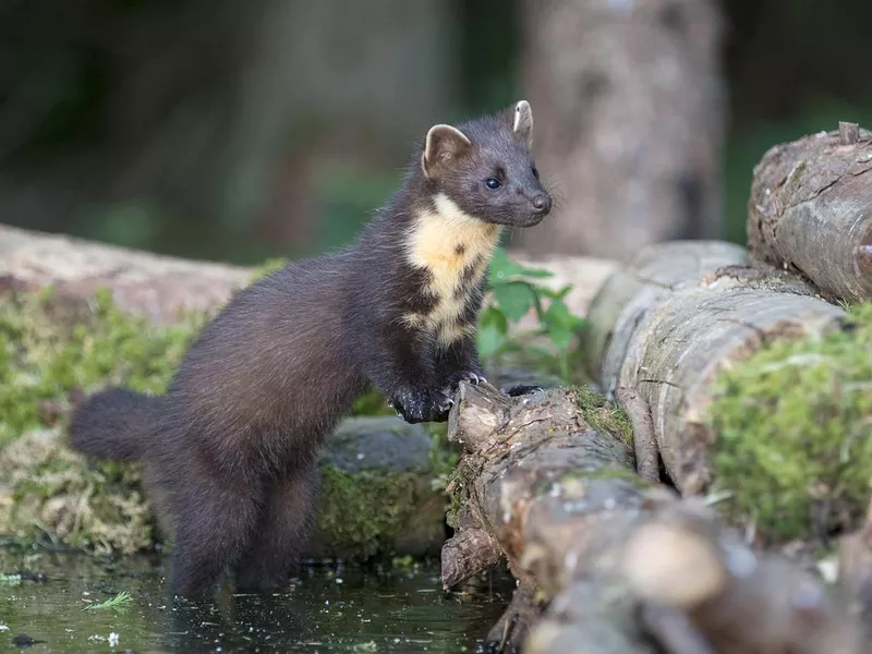 Pine Marten outside